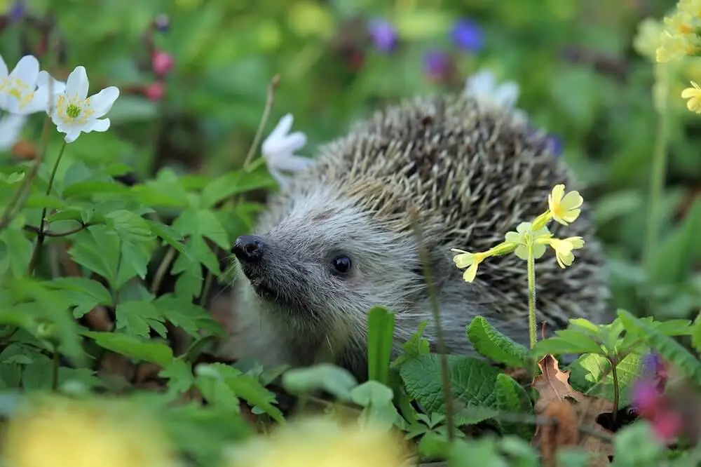 Do Hedgehogs Have A Good Sense Of Smell